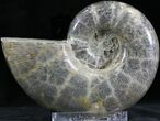 Polished Anapuzosia Ammonite Fossils #25204-2